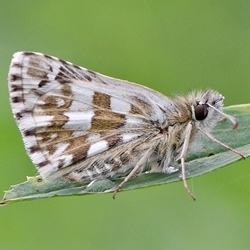 Pyrgus armoricanus